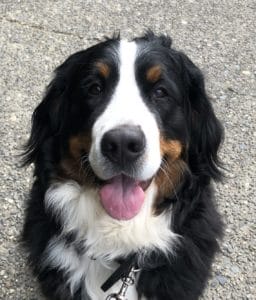 Nikka the Bernese Mountain Dog