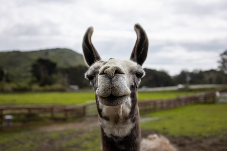 Front facing picture of a llama's head with a green pasture behind it