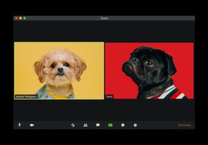 Illustration of 2 dogs attending Zoom meeting